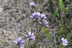 Gentianella corymbosa, photograph (c) Juan Cruzado Cortés, some rights reserved (CC BY)