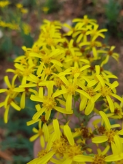 Senecio venosus