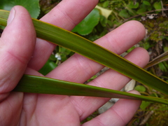 Aciphylla horrida