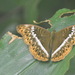 Cymothoe herminia gongoa - Photo (c) boe2395，保留部份權利CC BY-NC