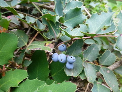 Berberis repens