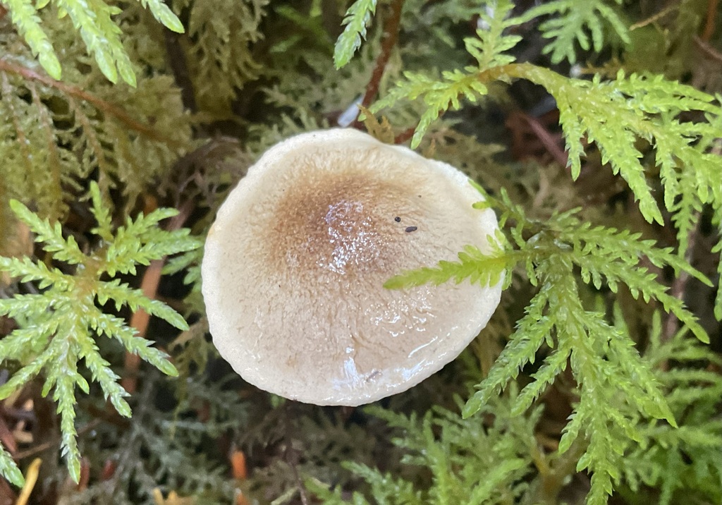Hebeloma angelesiense