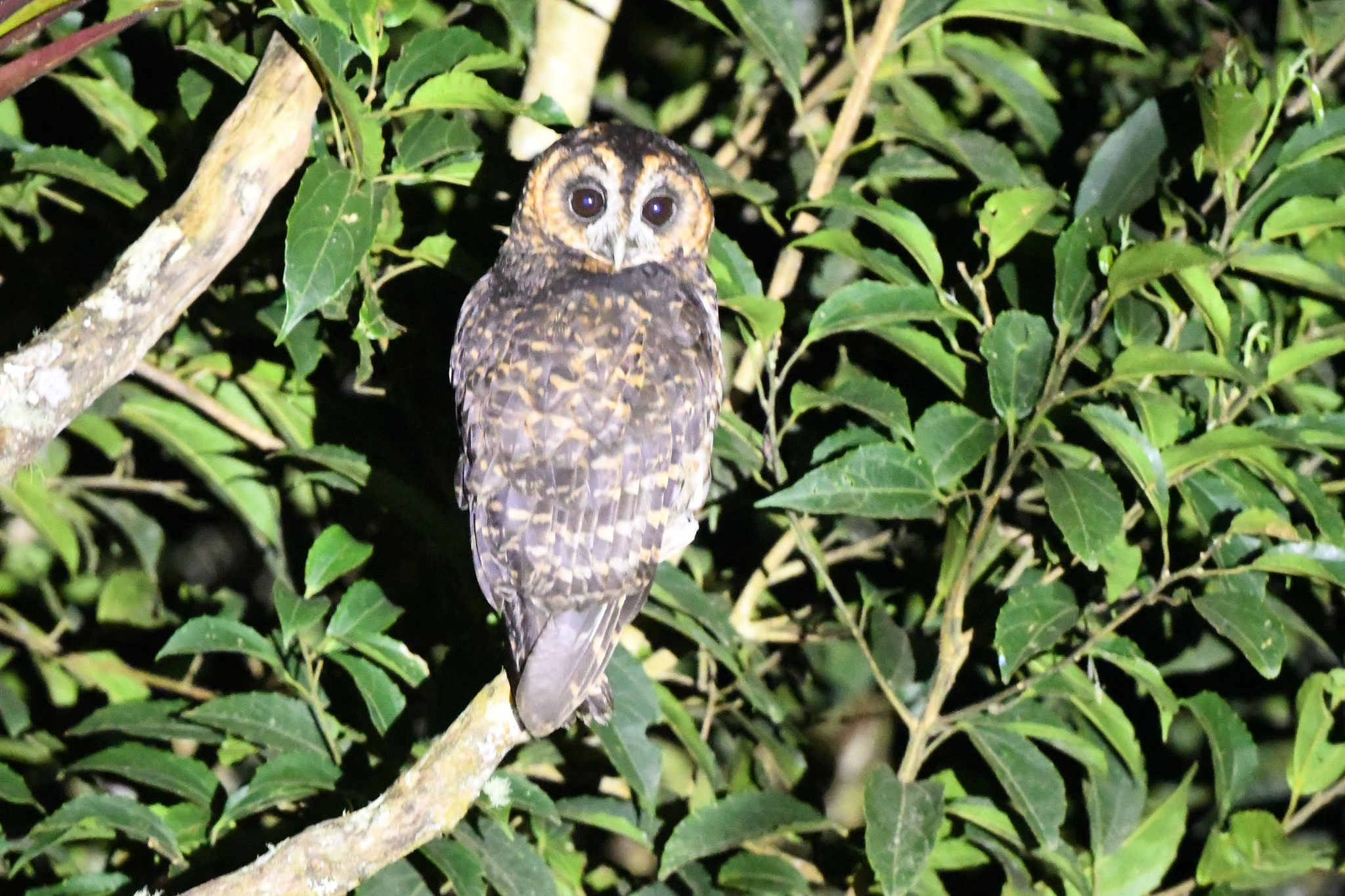 Rufous-banded Owl (Strix albitarsis), photo 2