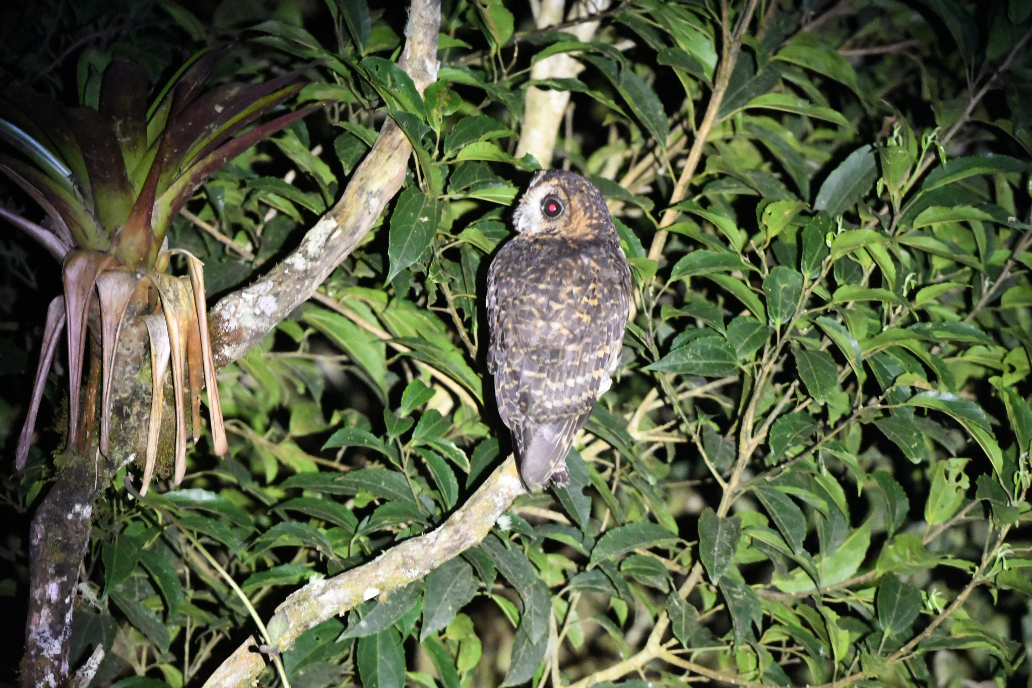 Rufous-banded Owl (Strix albitarsis), photo 3