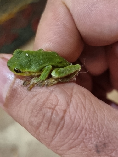 Eastern Tree Frog
