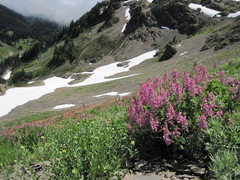 Hedysarum occidentale