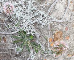 Echiostachys ecklonianus