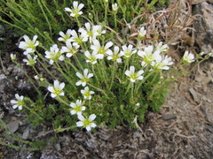 Cherleria
