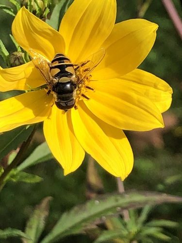 Unknown species found near Clarksburg, MD, USA
