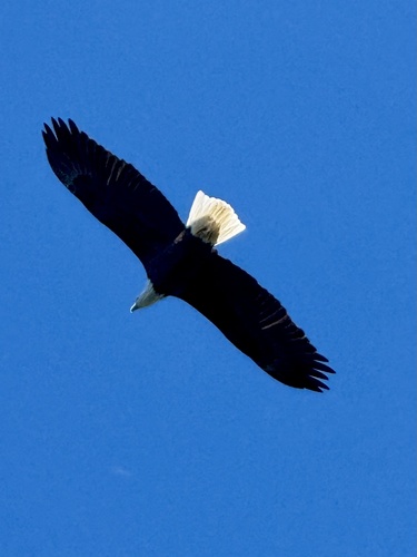 Bald Eagle photographed in Arkansas
