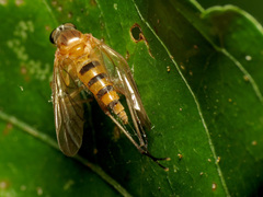 Rhagio hirtus