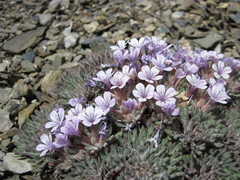 Collomia larsenii