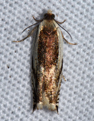 Ancylis discigerana