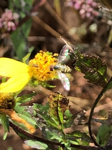 Unknown species found near Clarksburg, MD, USA