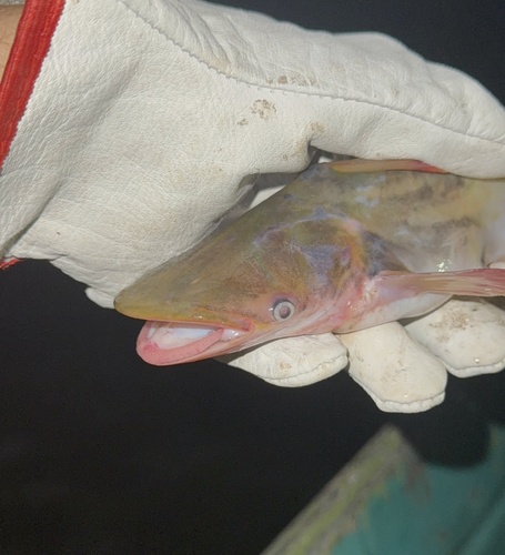Catfish (Ageneiosus inermis) — Auchenipteridae — 3