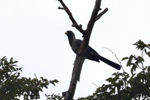 Western Plantain-eater