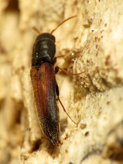 Isorhipis obliqua