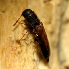 Isorhipis obliqua