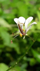 Cleome serrata