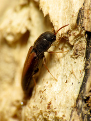 Isorhipis obliqua