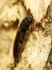 Isorhipis obliqua
