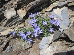 Campanula piperi