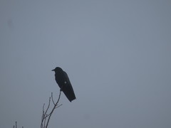 Corvus brachyrhynchos