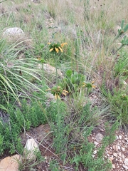 Leonotis ocymifolia schinzii
