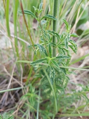 Leonotis ocymifolia schinzii