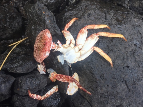 East Atlantic Sally Lightfoot Crab, Vila do Porto, Azores, Portugal, photo 7 of 10