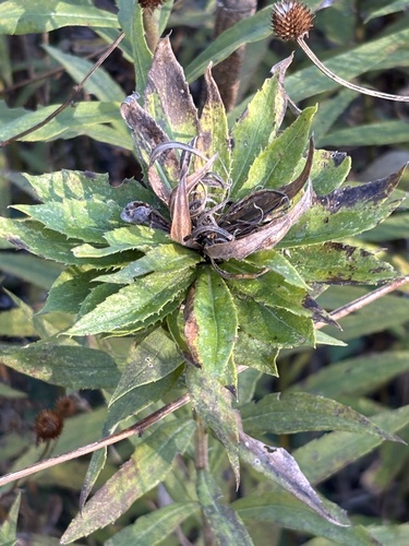 Unknown species found near McDowell Grove Forest Preserve, Naperville, IL, US