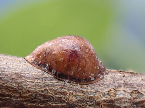 European Fruit Scale