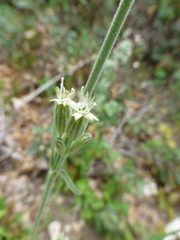 Silene drummondii