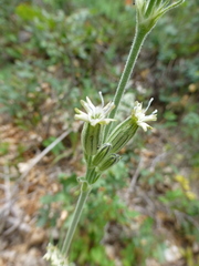 Silene drummondii