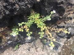 Spergularia azorica