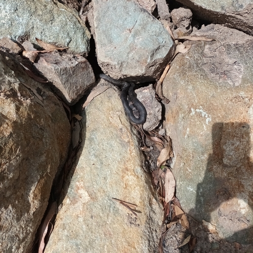 Stephens' Banded Snake sighting