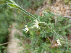 Silene drummondii