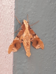 Callionima denticulata
