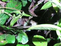 Craugastor fitzingeri