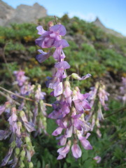 Hedysarum occidentale