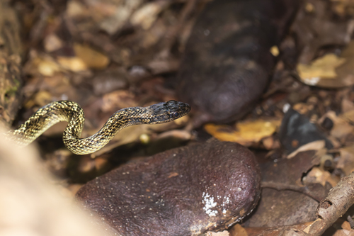 Photo of a Terre-de-Bas Racer (Alsophis danforthi)