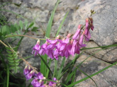 Hedysarum occidentale