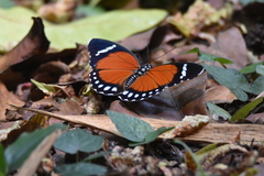 Euphaedra eleus eleus