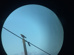 Buteo buteo rothschildi