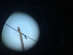 Buteo buteo rothschildi