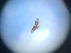 Buteo buteo rothschildi
