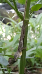 Anolis aeneus