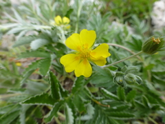 Potentilla concinna