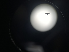 Buteo buteo rothschildi