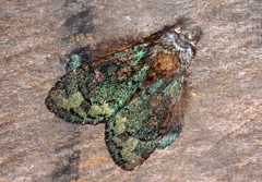 Syntypistis